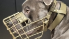 Hund Ivan mit Maulkorb