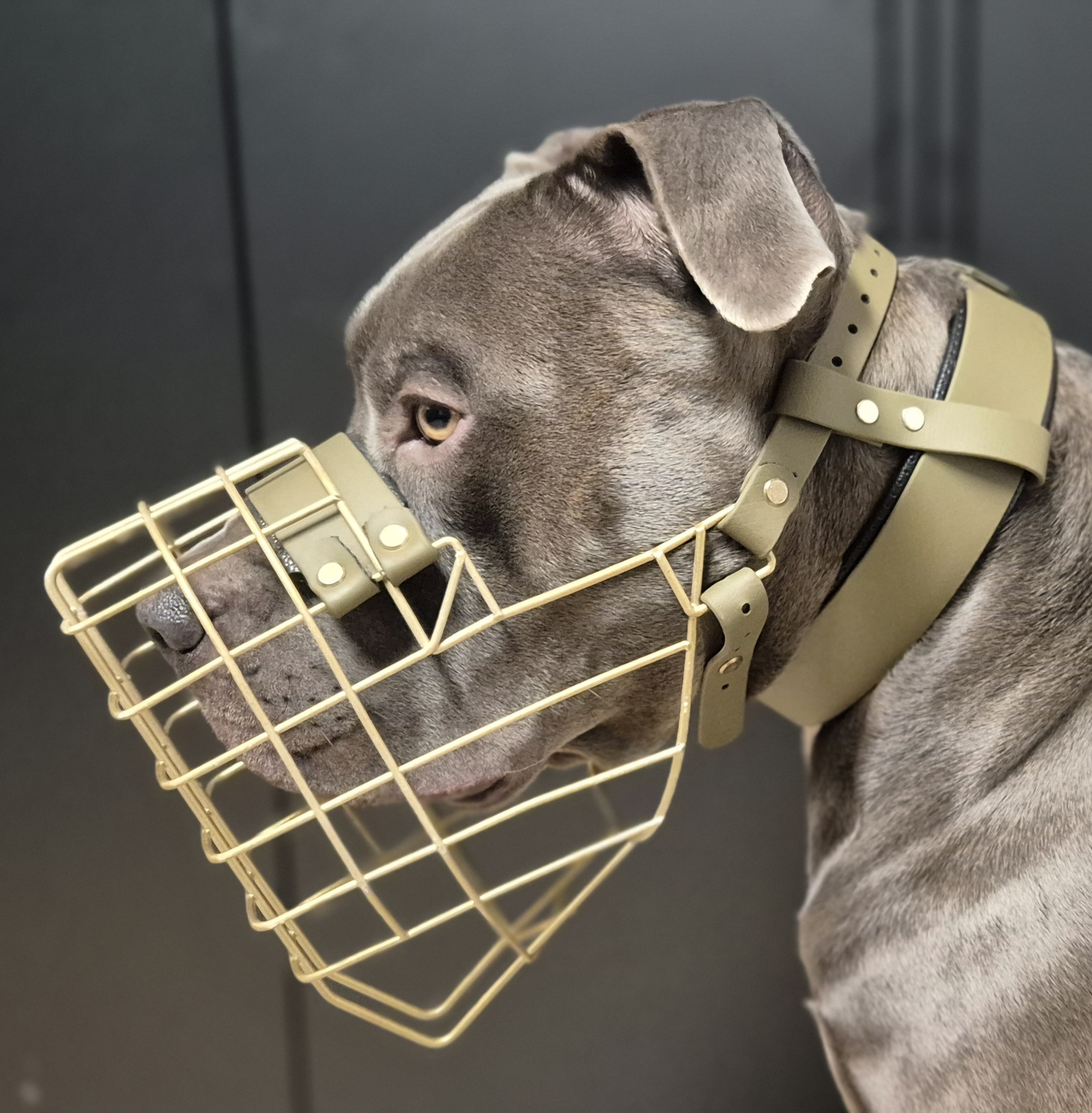 Hund Ivan mit Maulkorb