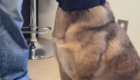 Hund mit Maulkorb