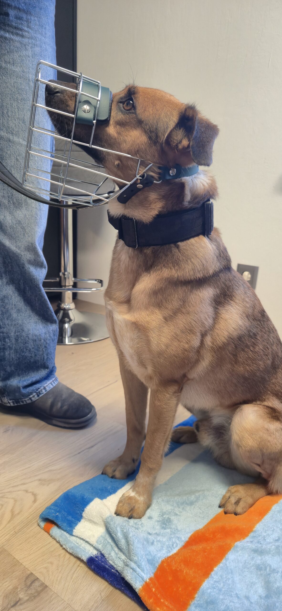 Hund mit Maulkorb