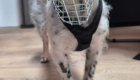 Hund mit Maulkorb