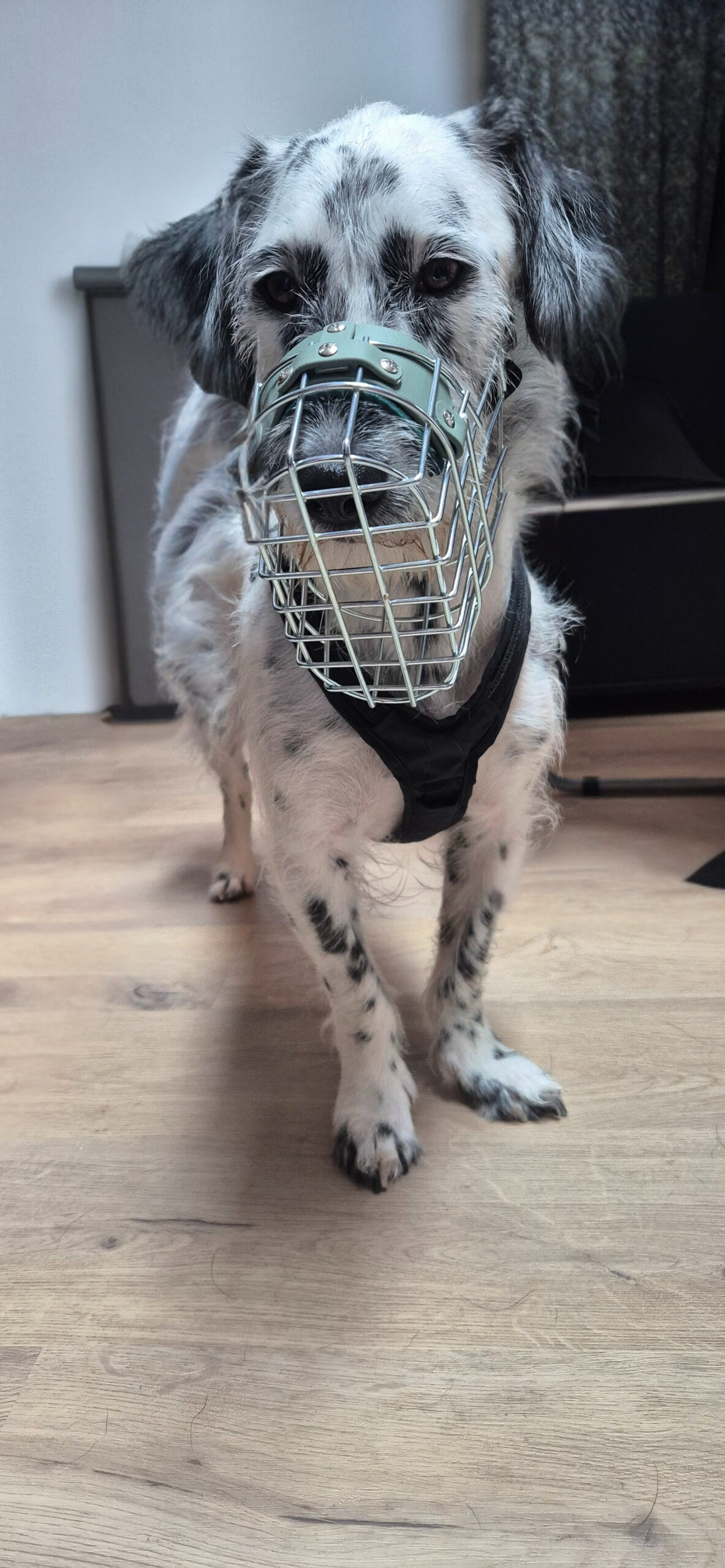 Hund mit Maulkorb
