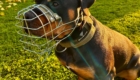 Hund mit Maulkorb