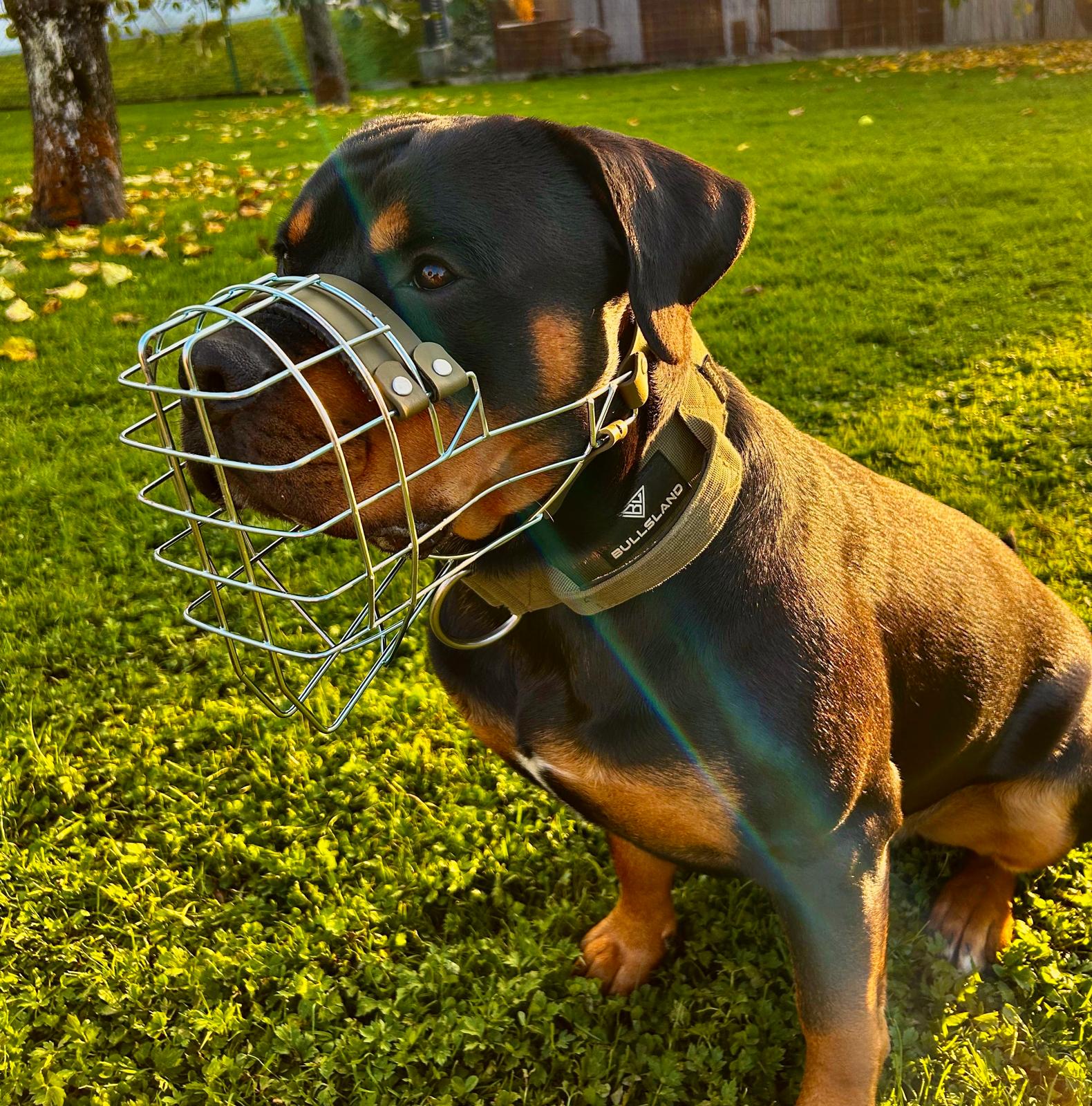 Hund mit Maulkorb