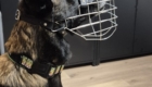 Hund mit Maulkorb