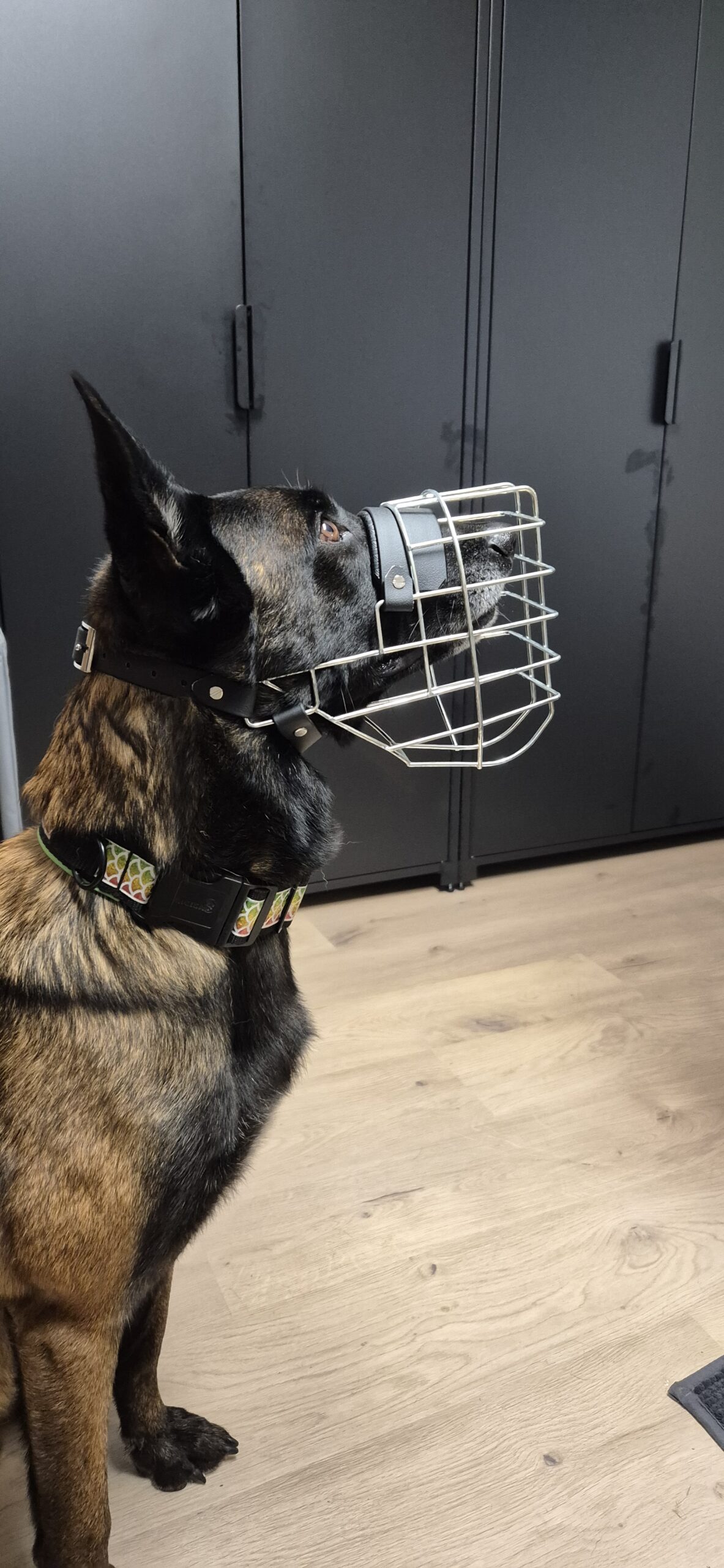 Hund mit Maulkorb