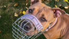 Hund mit Maulkorb