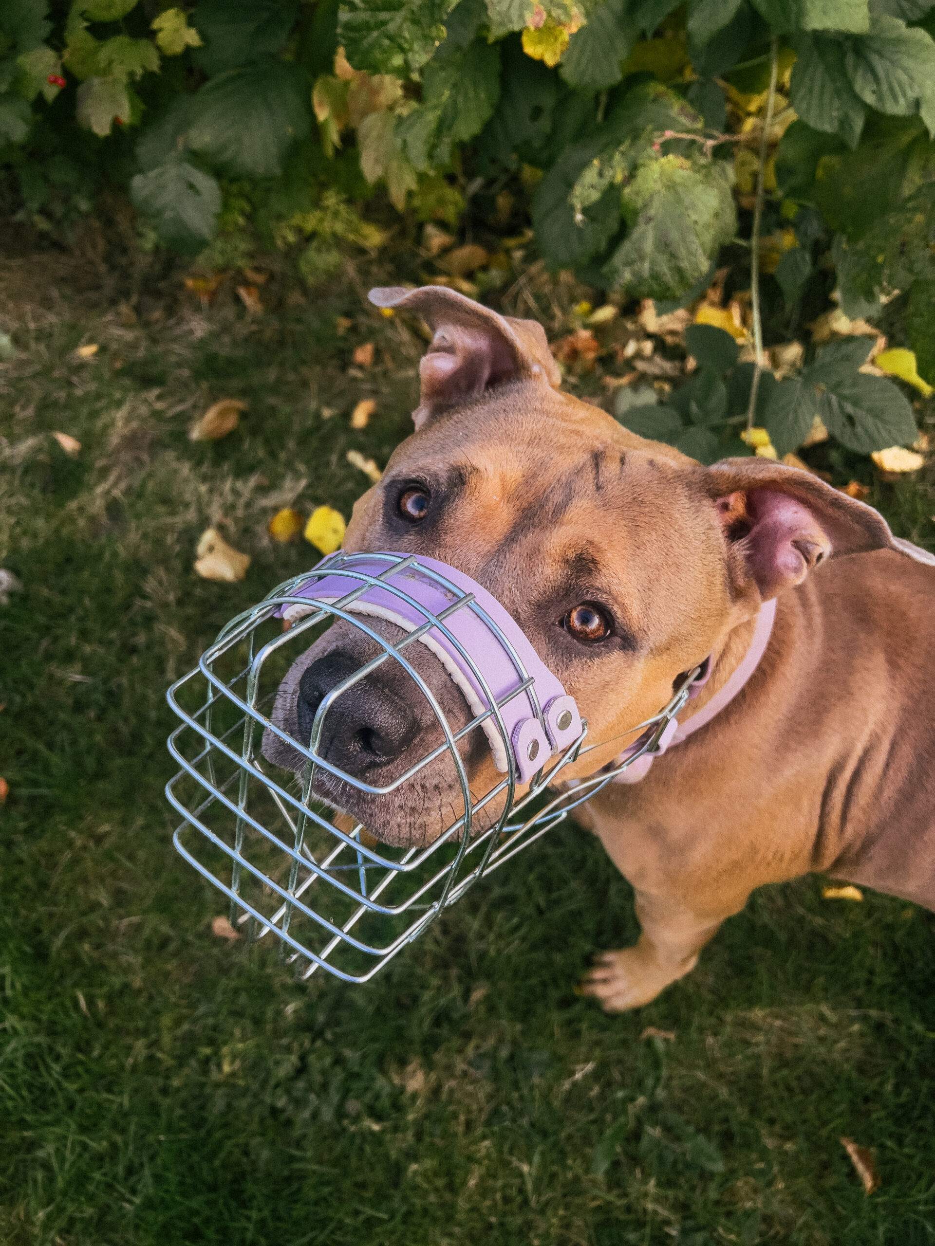Hund mit Maulkorb