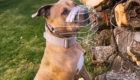 Hund mit Maulkorb