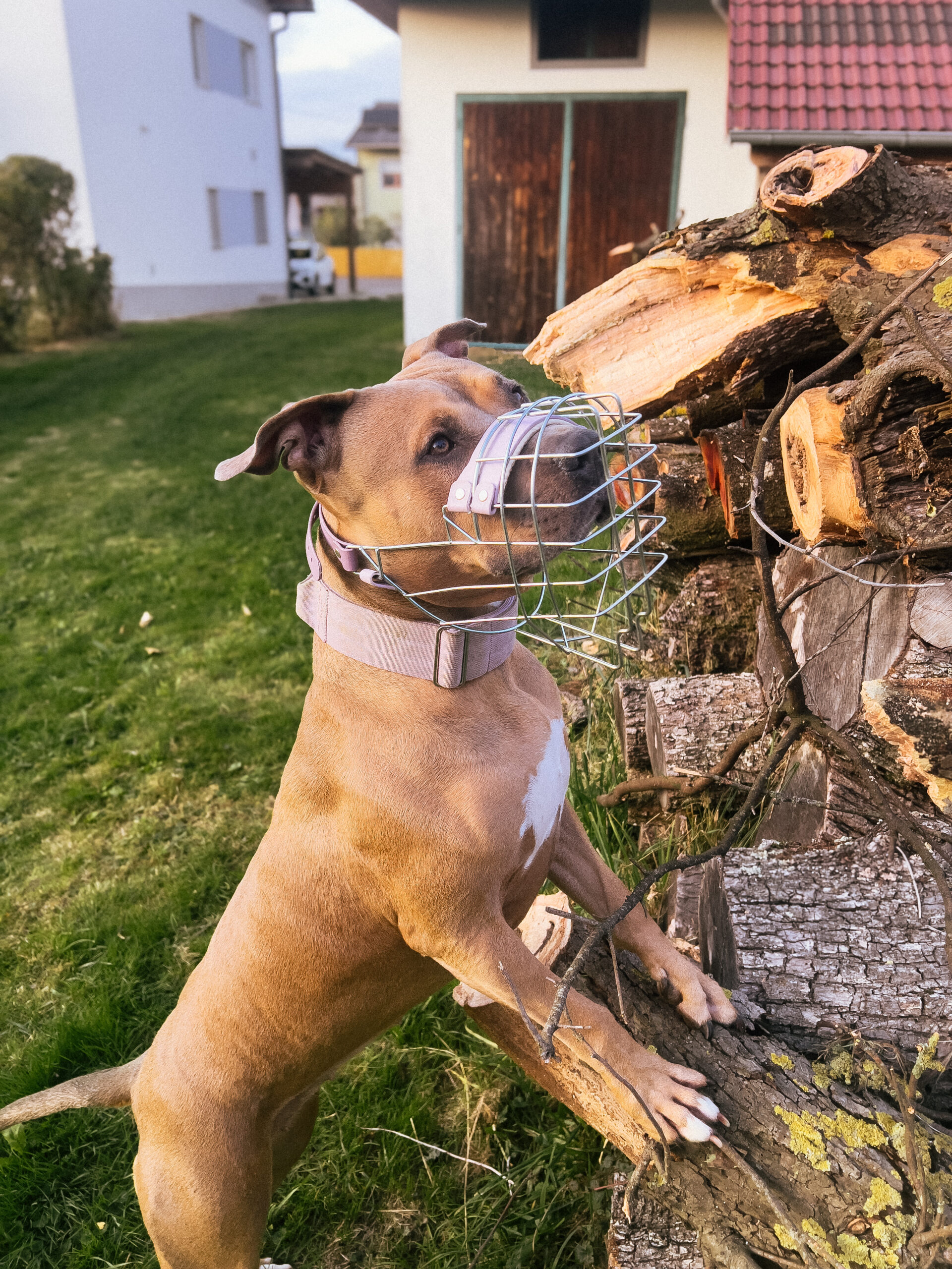 Hund mit Maulkorb