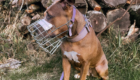 Hund mit Maulkorb