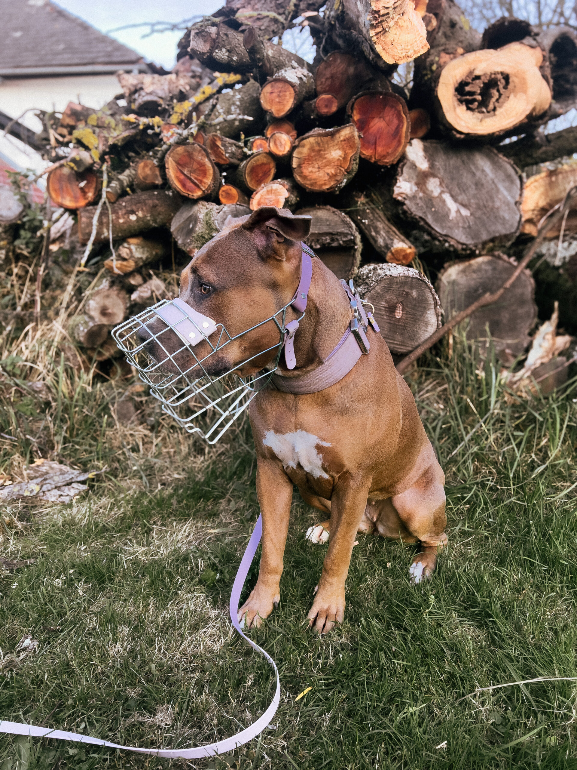 Hund mit Maulkorb