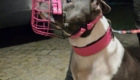 Hund mit Maulkorb