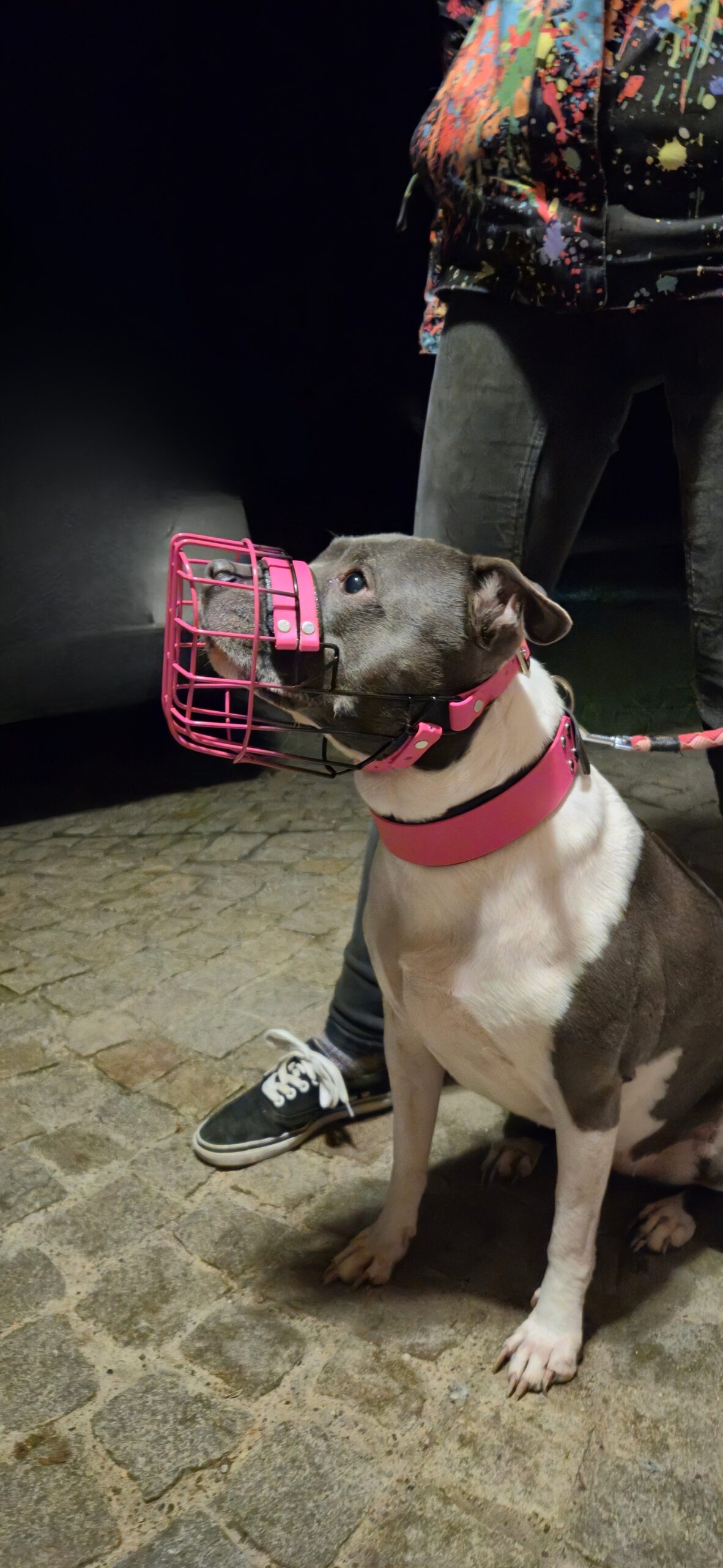 Hund mit Maulkorb