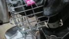 Hund mit Maulkorb