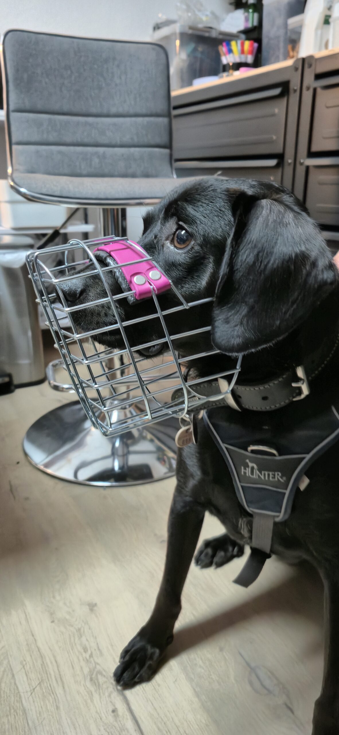 Hund mit Maulkorb