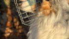 Hund mit Maulkorb