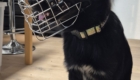 Hund mit Maulkorb