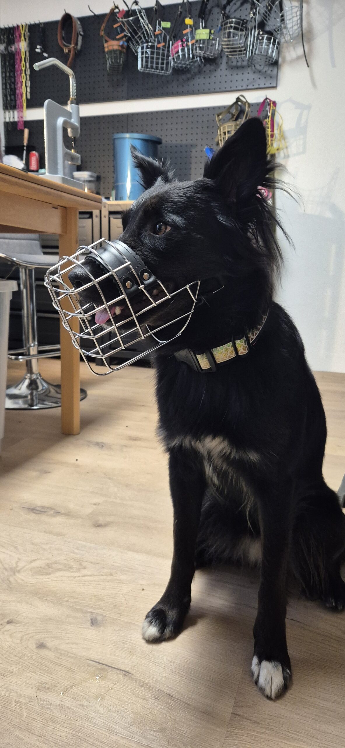 Hund mit Maulkorb