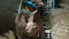 Hund mit Maulkorb
