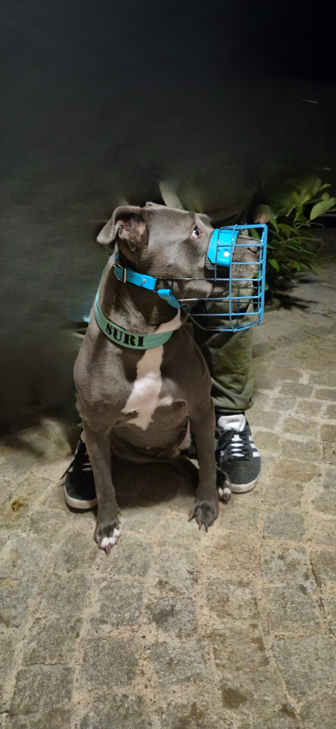 Hund mit Maulkorb